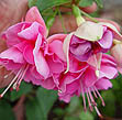 9. English Rose -  рейтинг: 5